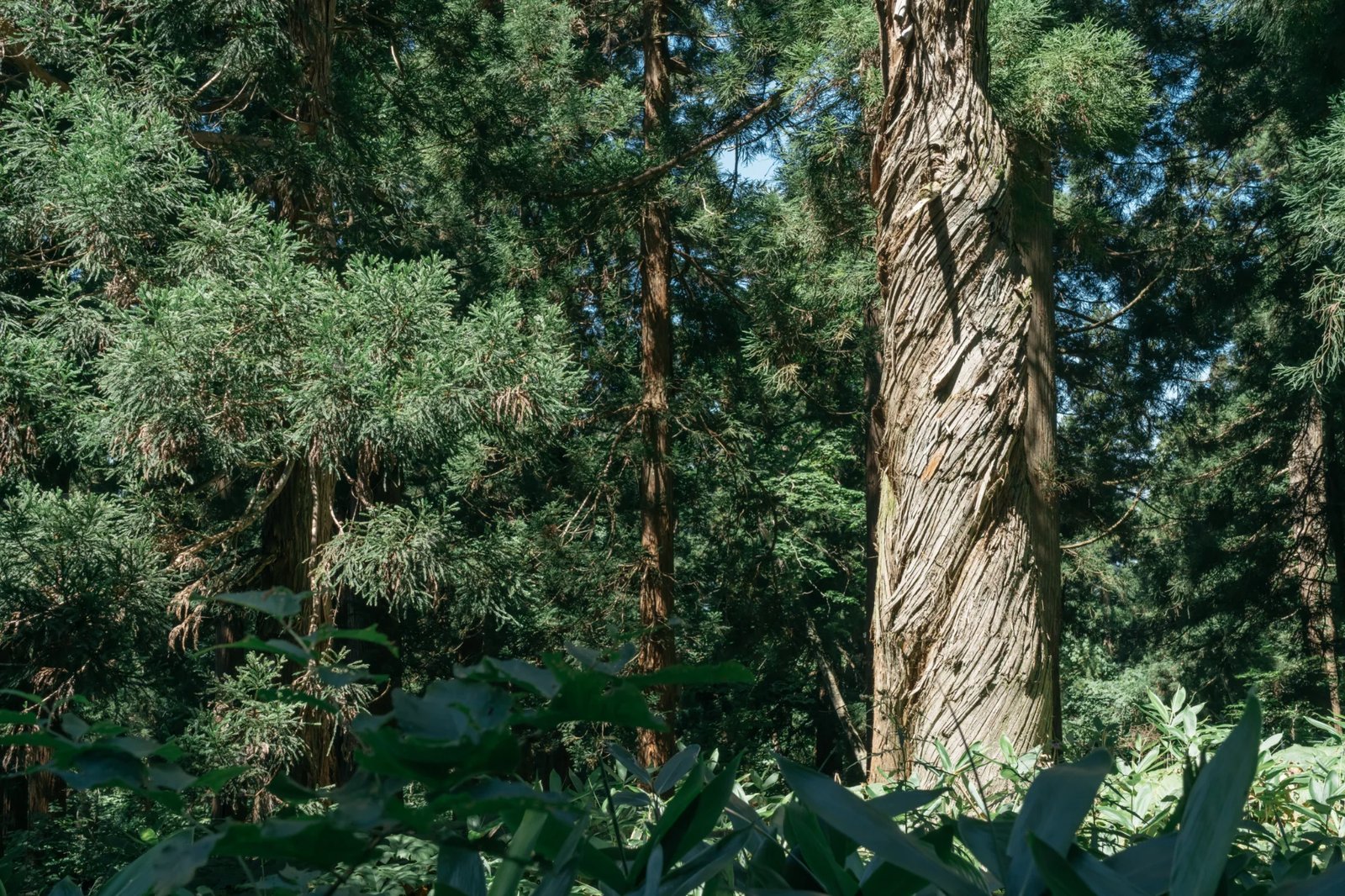 Twisted Cedars of Zao